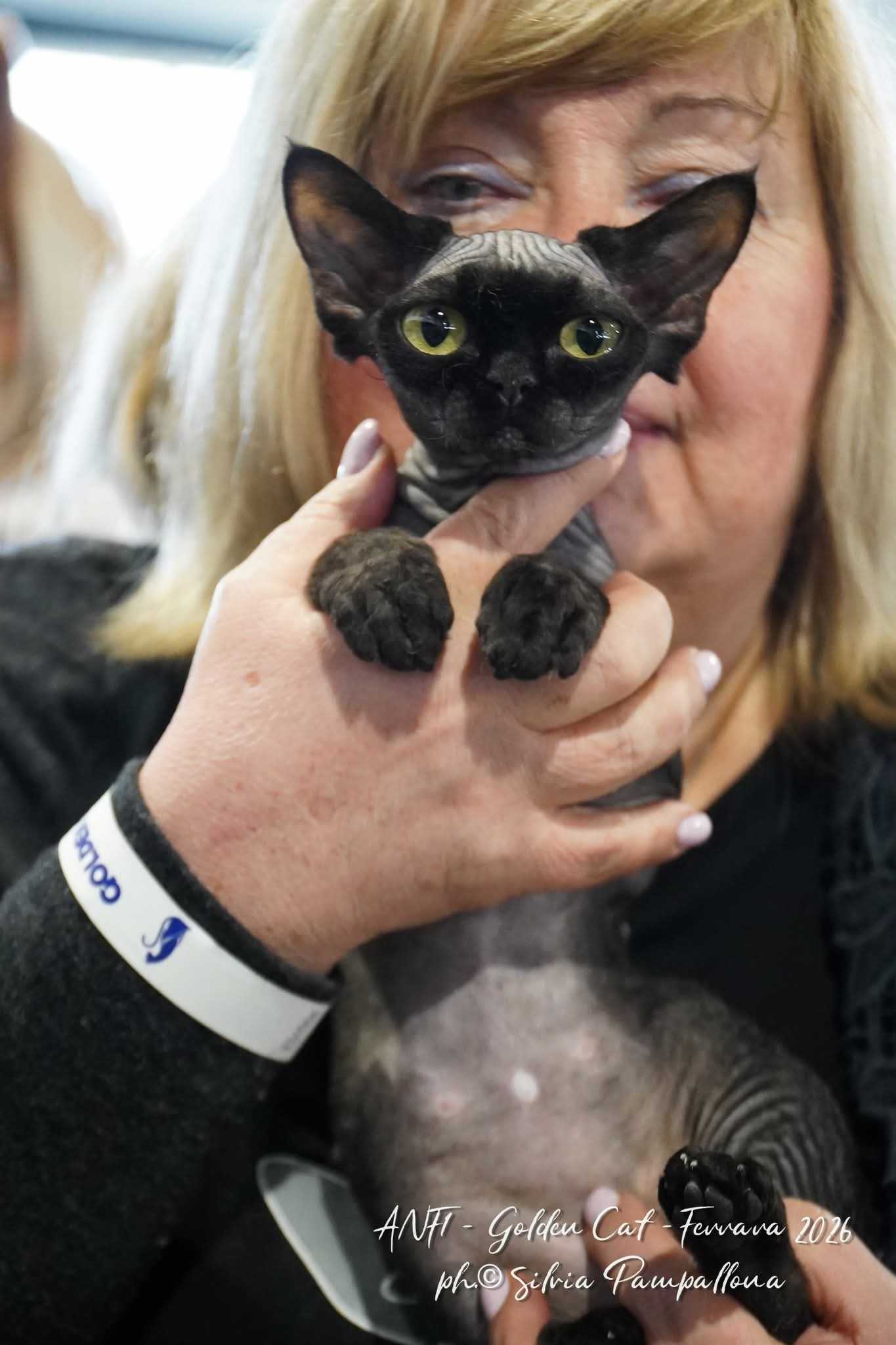 Devon Rex